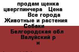 продам щенка цвергпинчера › Цена ­ 15 000 - Все города Животные и растения » Собаки   . Белгородская обл.,Валуйский р-н